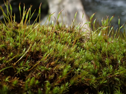 Brown Beard-moss (Geheebia spadicea)