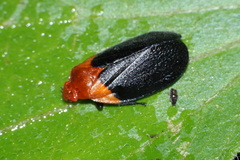 Cercopoidea