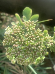 Peucedanum japonicum