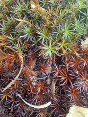 Polytrichum