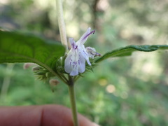 Hedeoma palmeri