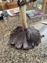 Stropharia rugosoannulata