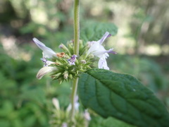 Hedeoma palmeri
