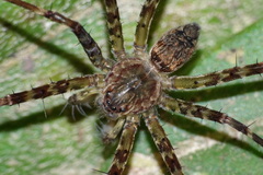 Pisauridae