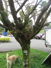 Cenostigma pluviosum