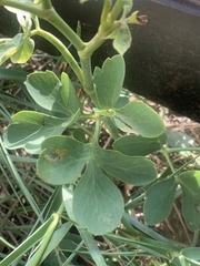Peucedanum japonicum