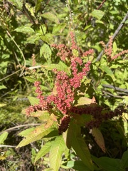 Spiraea tomentosa