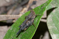 Tetrigidae