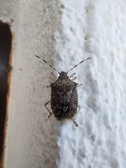 Rhaphigaster nebulosa