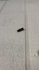 Autographa precationis