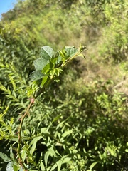 Rosa multiflora