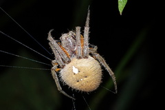 Eriophora fuliginea