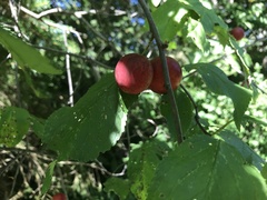Prunus americana