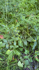 Agrimonia gryposepala