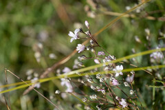 Gypsophila repens