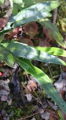 Elaphoglossum
