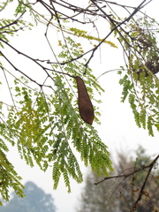 Cenostigma pluviosum