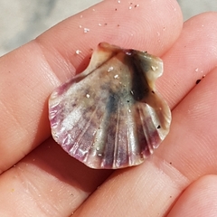 Flexopecten flexuosus