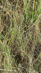 Distichlis spicata