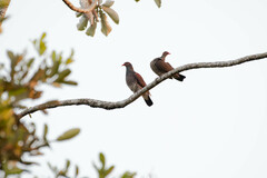 Patagioenas speciosa