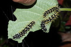 Colobura dirce