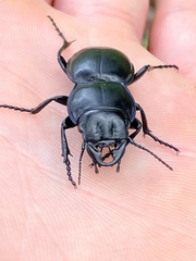 Pasimachus elongatus