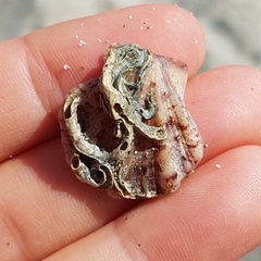 Flexopecten flexuosus