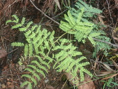 Mimoseae