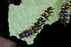 Colobura dirce