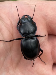 Pasimachus elongatus