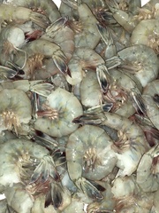 Penaeus stylirostris