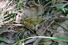 Rana arvalis