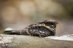 Fiery-Necked Nightjar photo 4