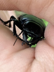 Pasimachus elongatus