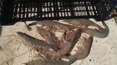 Penaeus stylirostris