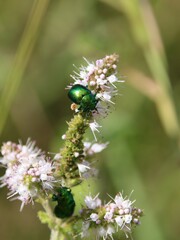 Chrysolina herbacea