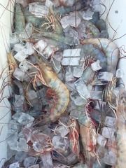 Penaeus stylirostris