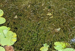 Pelophylax fukienensis