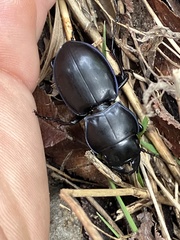 Pasimachus elongatus