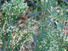 Baccharis sergiloides