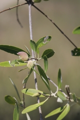 Avicennia germinans