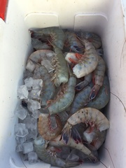 Penaeus stylirostris