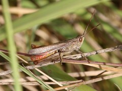 Chorthippus dorsatus