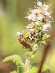 Rhopalus parumpunctatus