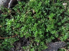 Plagiomnium undulatum