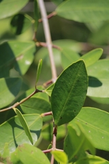 Avicennia germinans