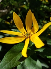 Helianthus divaricatus