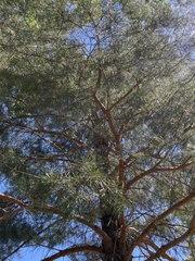 Pinus sylvestris