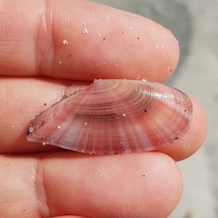 Moerella pulchella