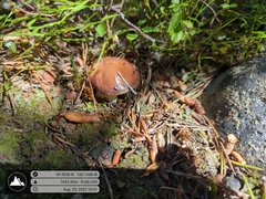 Suillus brevipes